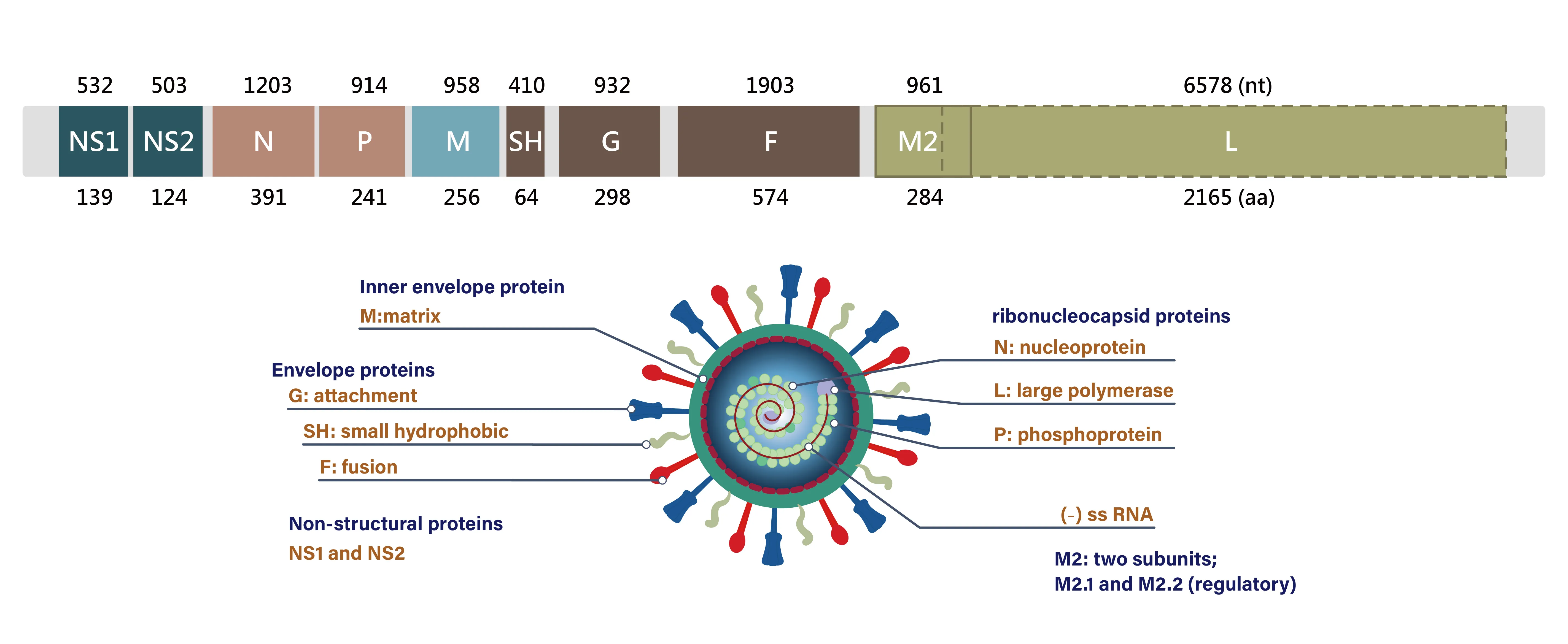 the-resurgence-of-human-respiratory-syncytial-virus-rsv-infections